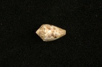 藏品(花冠芋螺)的圖片